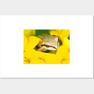 Tiny Pacific tree frog (Pseudacris regilla) sitting in a flower Posters and Art